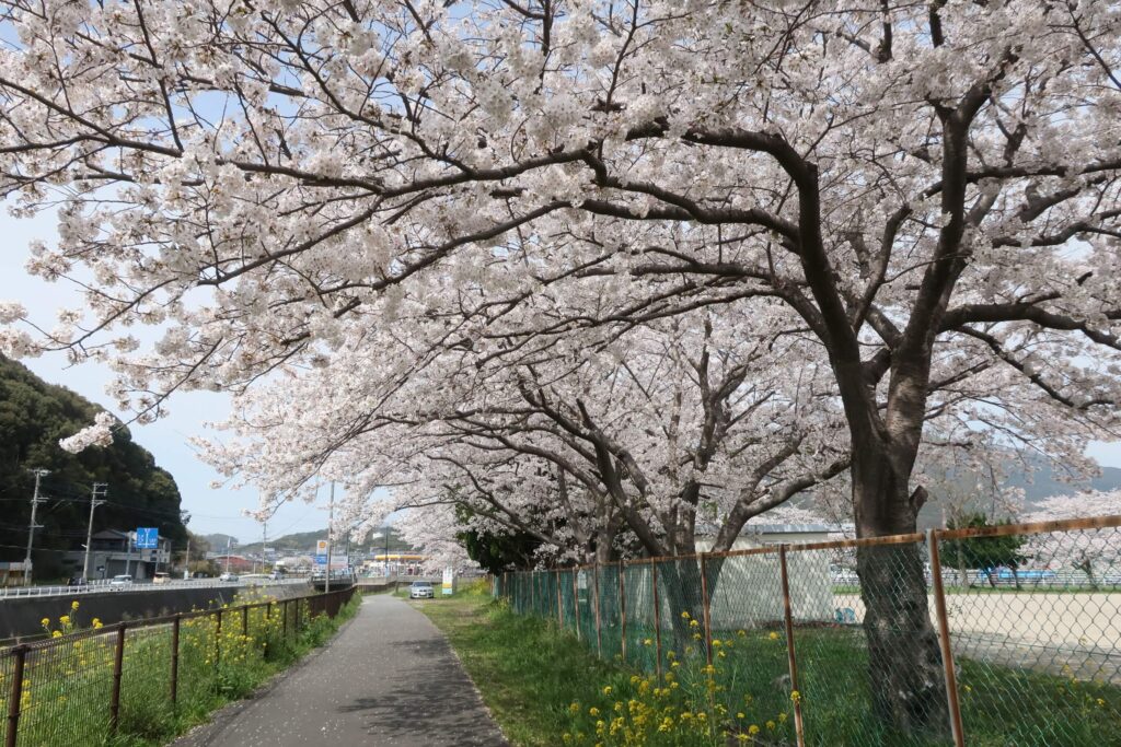 桜を見に行ったその1