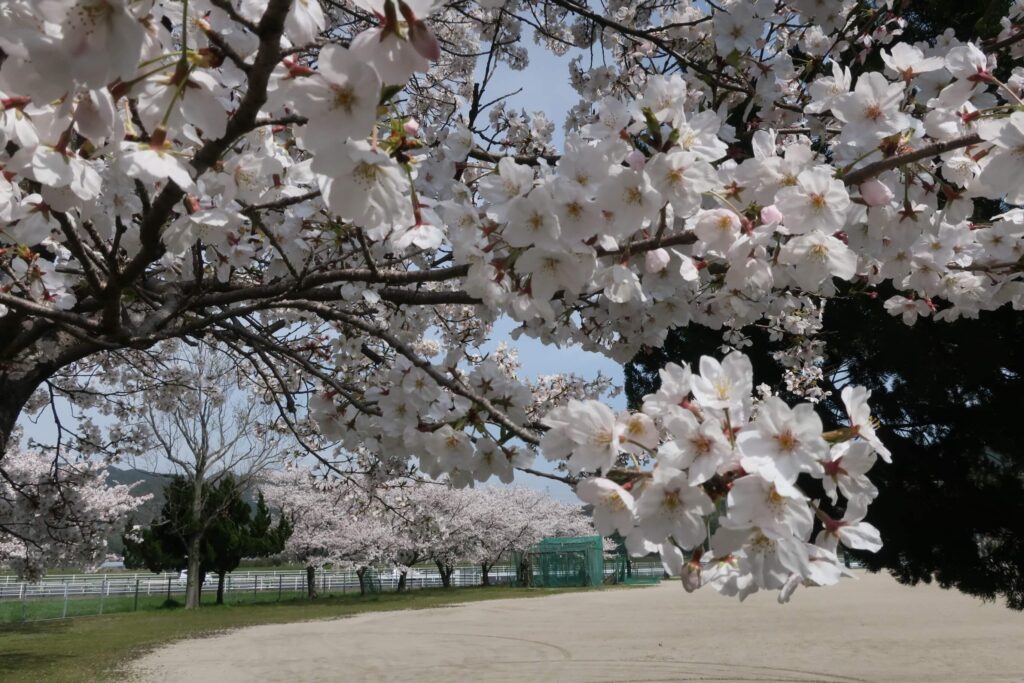 桜を見に行ったその2