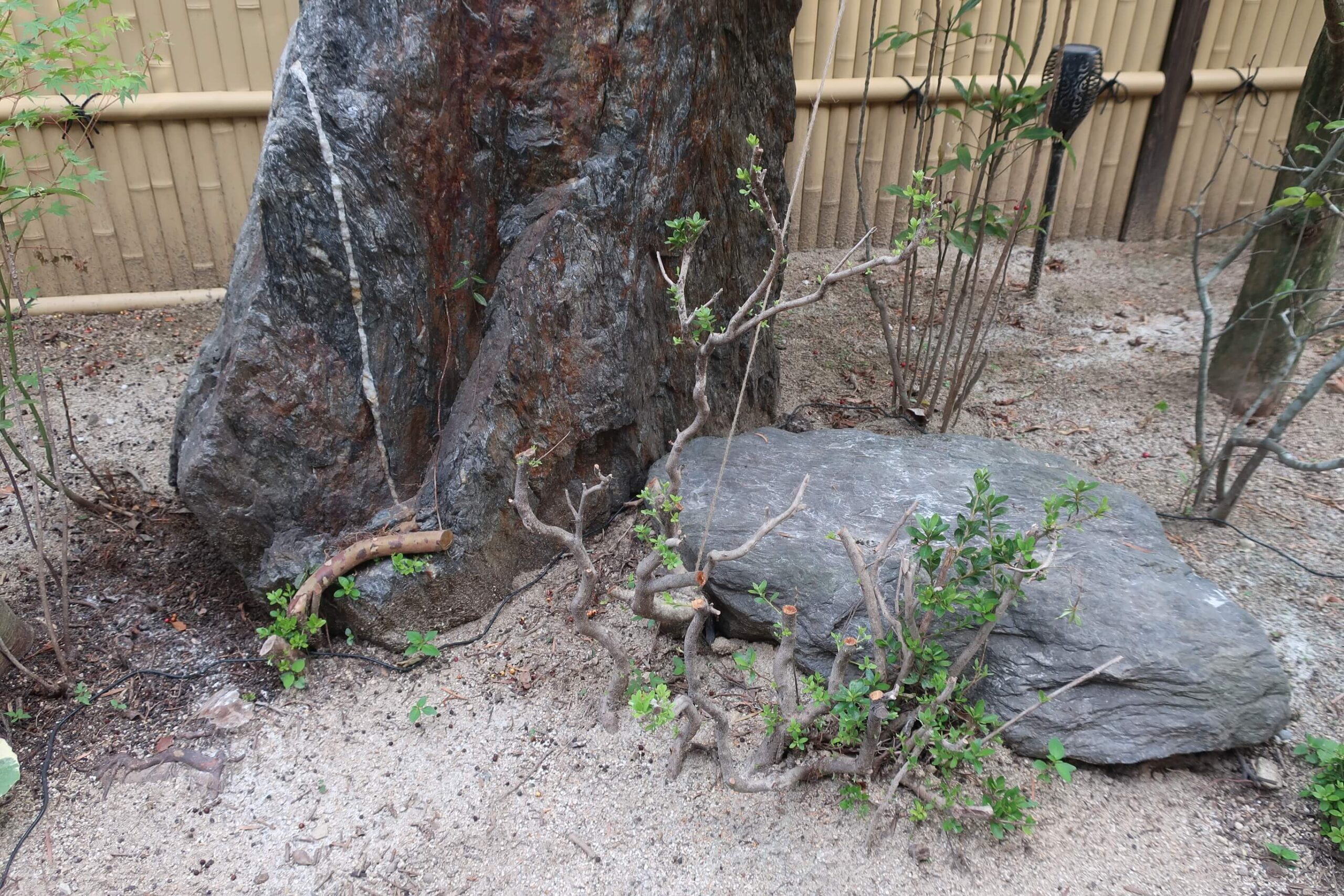 ツツジを超 強剪定 ボクネコの好奇心