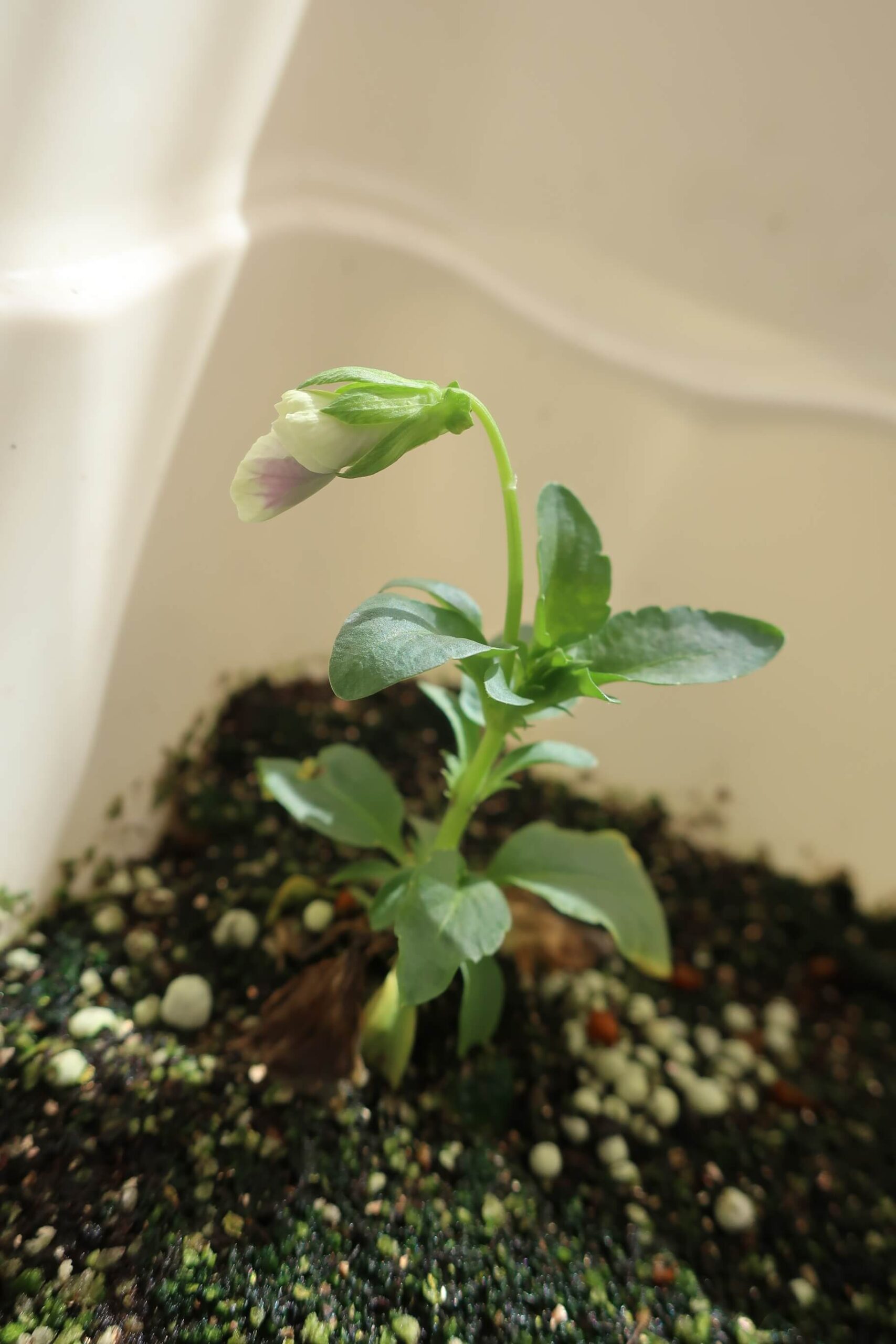 生き残りパンジーが開花しそう ボクネコの好奇心